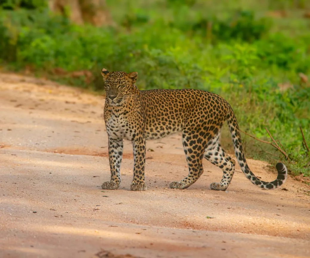 Leopard in Yala National Park